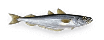 Рыба Путассу